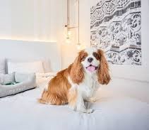 The Palms Hythe: Pet-Friendly Hotels: