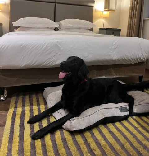 Burlington Hotel Folkestone Pet-Friendly